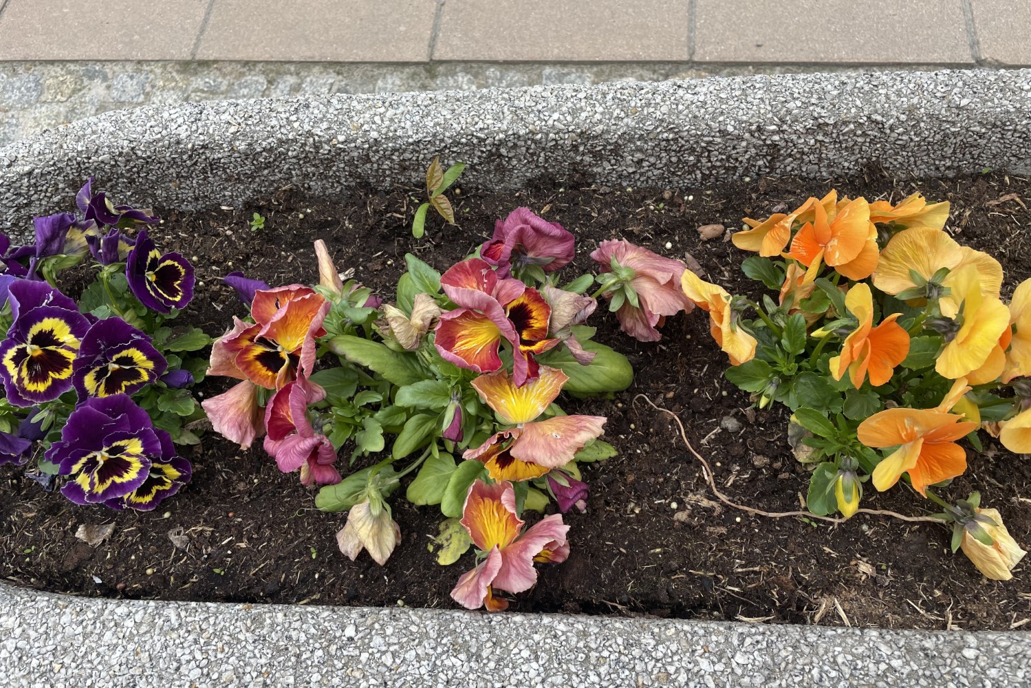 Królewskie miasto całe w bratkach - Radio Kielce Sandomierz. Bratki / Fot. Grażyna Szlęzak-Wójcik - Radio Kielce