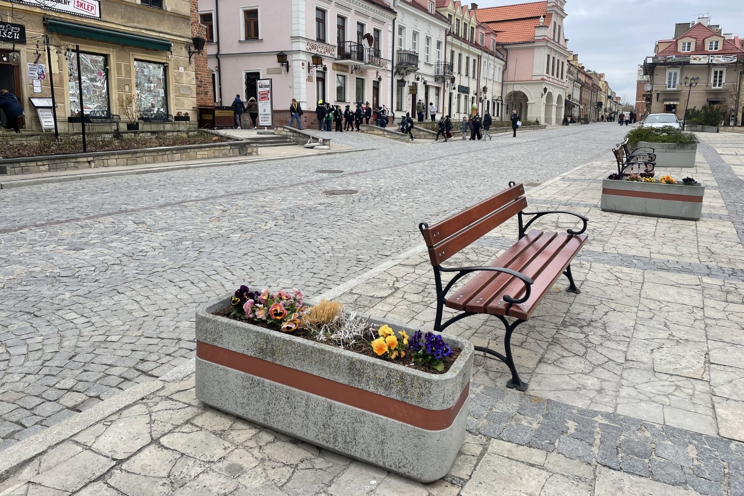 Królewskie miasto całe w bratkach - Radio Kielce Sandomierz. Bratki / Fot. Grażyna Szlęzak-Wójcik - Radio Kielce