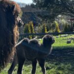 22.04.2026. Lisów. Zoo. Młoda samica wielbłąda / Fot. Daniel Czwartosz - Radio Kielce