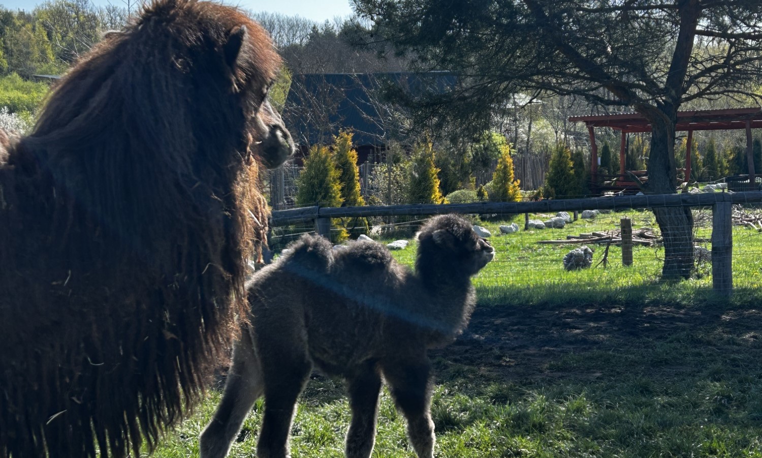 W zoo w Lisowie urodziła się wielbłądzica