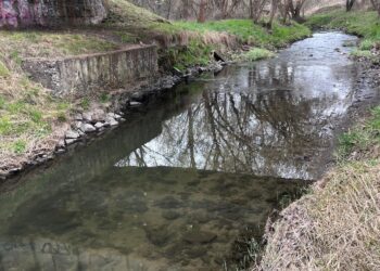 Śnięte ryby w Silnicy. Sprawę badają państwowe służby - Radio Kielce Kielce. Silnica. Śnięte ryby / Źródło: straż pożarna