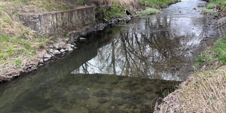 Śnięte ryby w Silnicy. Sprawę badają państwowe służby - Radio Kielce Kielce. Silnica. Śnięte ryby / Źródło: straż pożarna