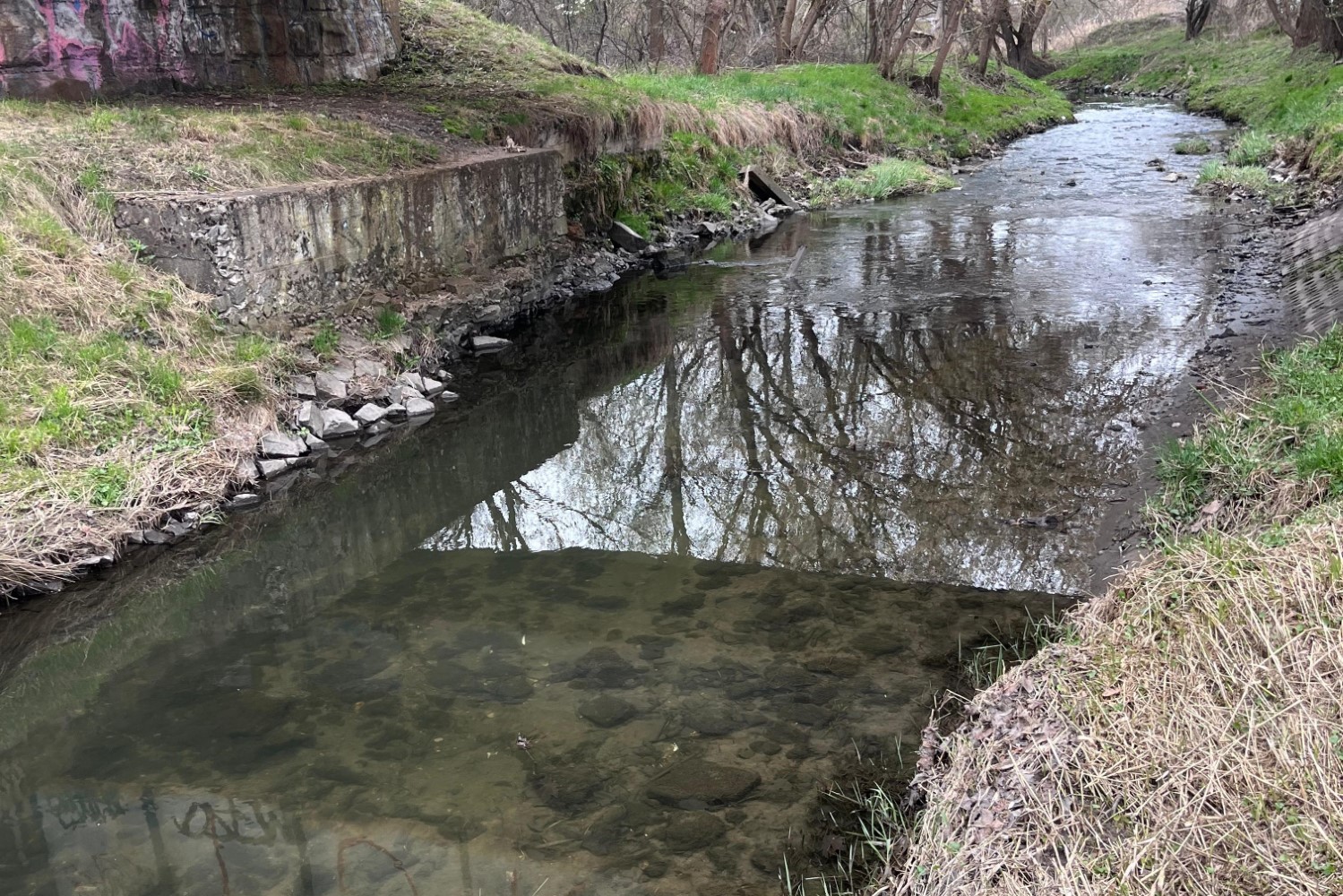 Śnięte ryby w Silnicy. Sprawę badają państwowe służby