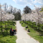 19.04.2026. Kielce. Kwitnący Park Kielczan / Fot. Wiktor Taszłow - Radio Kielce