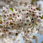 19.04.2026. Kielce. Kwitnący Park Kielczan / Fot. Wiktor Taszłow - Radio Kielce