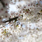 19.04.2026. Kielce. Kwitnący Park Kielczan / Fot. Wiktor Taszłow - Radio Kielce