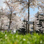 19.04.2026. Kielce. Kwitnący Park Kielczan / Fot. Wiktor Taszłow - Radio Kielce