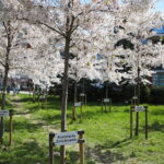 19.04.2026. Kielce. Kwitnący Park Kielczan / Fot. Wiktor Taszłow - Radio Kielce