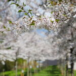 19.04.2026. Kielce. Kwitnący Park Kielczan / Fot. Wiktor Taszłow - Radio Kielce