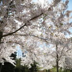 19.04.2026. Kielce. Kwitnący Park Kielczan / Fot. Wiktor Taszłow - Radio Kielce