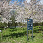 19.04.2026. Kielce. Kwitnący Park Kielczan / Fot. Wiktor Taszłow - Radio Kielce