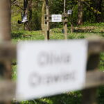 19.04.2026. Kielce. Kwitnący Park Kielczan / Fot. Wiktor Taszłow - Radio Kielce