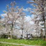 19.04.2026. Kielce. Kwitnący Park Kielczan / Fot. Wiktor Taszłow - Radio Kielce