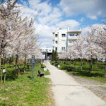 19.04.2026. Kielce. Kwitnący Park Kielczan / Fot. Wiktor Taszłow - Radio Kielce