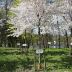 19.04.2026. Kielce. Kwitnący Park Kielczan / Fot. Wiktor Taszłow - Radio Kielce