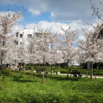 19.04.2026. Kielce. Kwitnący Park Kielczan / Fot. Wiktor Taszłow - Radio Kielce