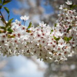 19.04.2026. Kielce. Kwitnący Park Kielczan / Fot. Wiktor Taszłow - Radio Kielce