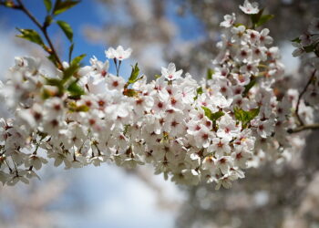 Kwitną sady owocowe w Świętokrzyskiem