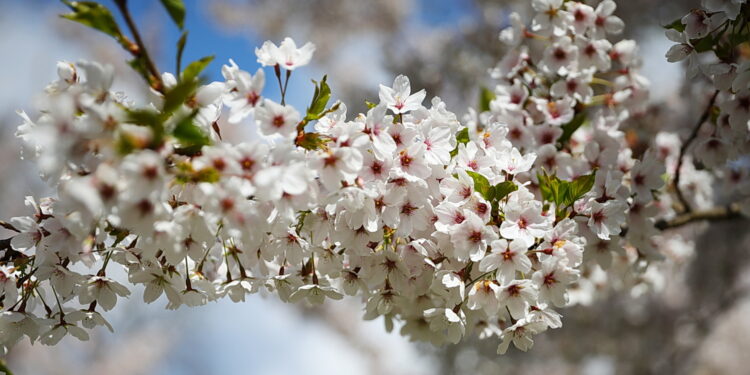 Kwitną sady owocowe w Świętokrzyskiem