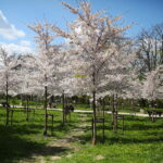 19.04.2026. Kielce. Kwitnący Park Kielczan / Fot. Wiktor Taszłow - Radio Kielce
