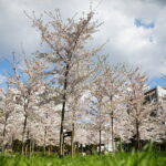 19.04.2026. Kielce. Kwitnący Park Kielczan / Fot. Wiktor Taszłow - Radio Kielce