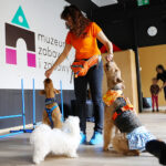 19.04.2026. Kielce. Muzeum Zabawek i Zabawy. Warsztaty dogoterapii / Fot. Wiktor Taszłow - Radio Kielce