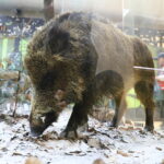 22.04.2026. Kielce. Piknik ekologiczny z okazji „Dnia Ziemi” / Fot. Wiktor Taszłow - Radio Kielce