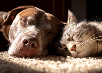 Nie porzucajmy zwierząt na święta - apelują schroniska