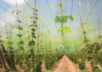 Uprawy chmielu zniknęły. Co jest na ich miejscu? - Radio Kielce Uprawy chmielu zniknęły. Co jest na ich miejscu?