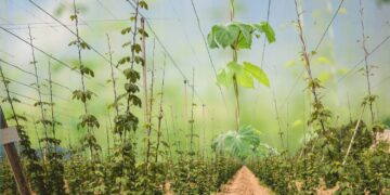 Uprawy chmielu zniknęły. Co jest na ich miejscu?