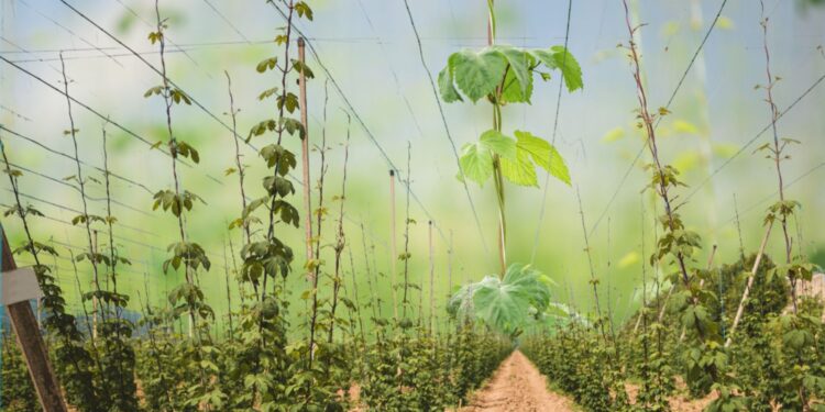 Uprawy chmielu zniknęły. Co jest na ich miejscu?