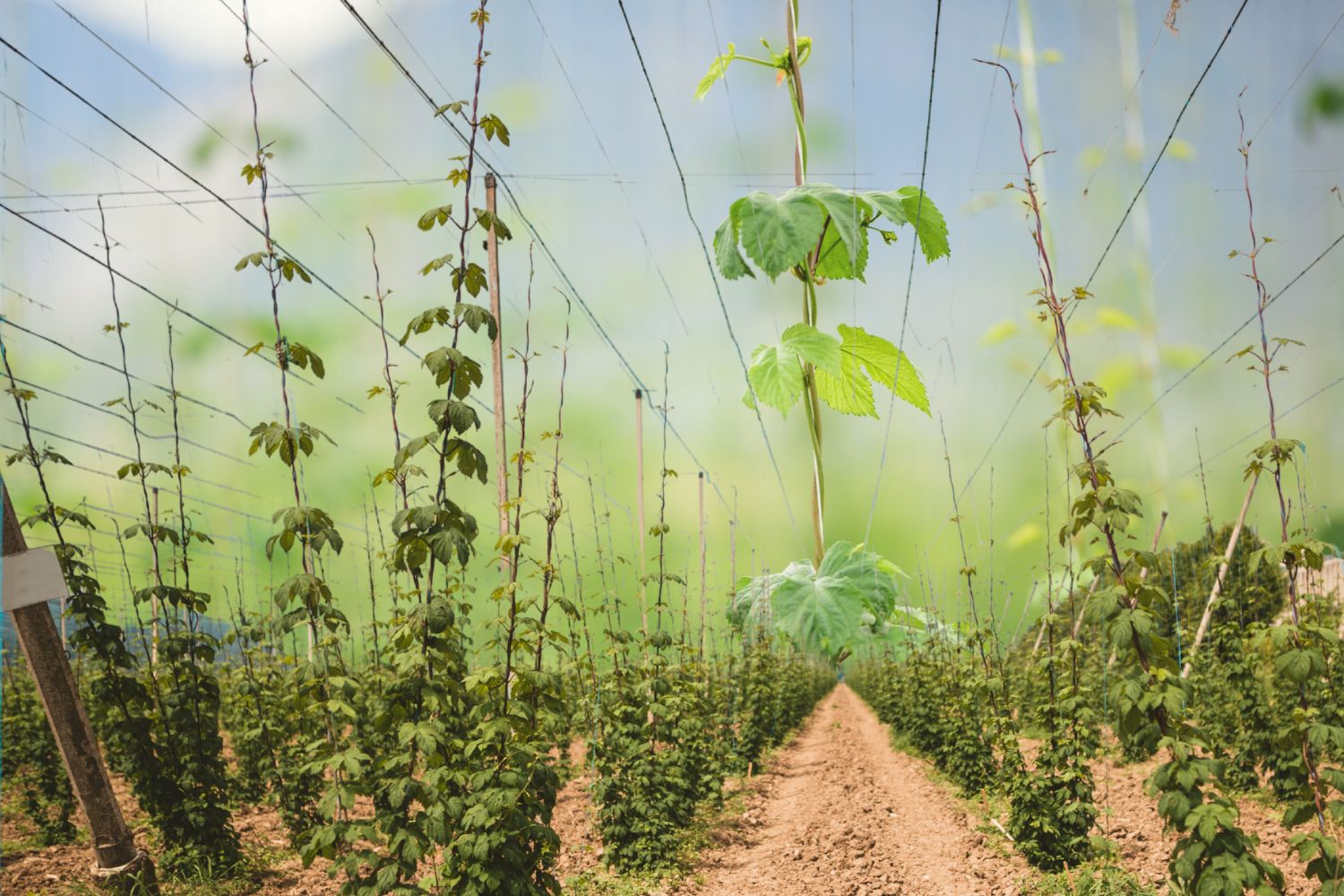 Uprawy chmielu zniknęły. Co jest na ich miejscu?