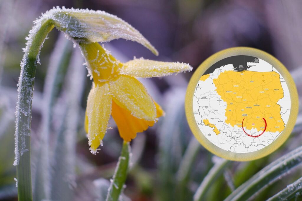 Mróz pokazuje kły i nie schowa ich przed majówką - Radio Kielce