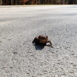 Przyrodnicy i wolontariusze ruszają na pomoc migrującym płazom - Radio Kielce