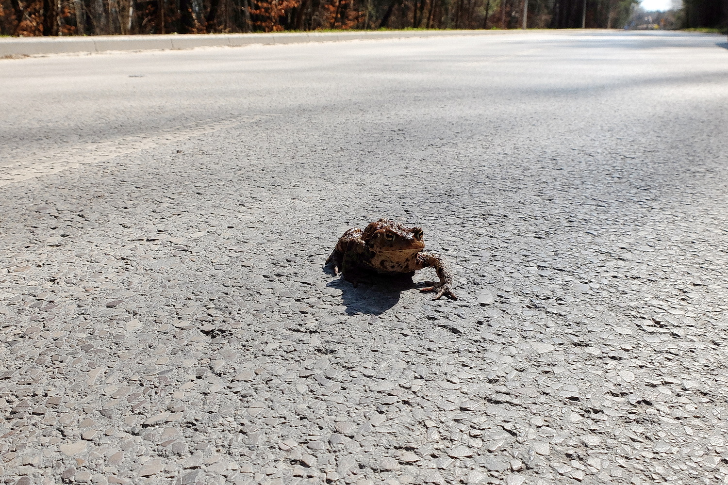 Przyrodnicy i wolontariusze ruszają na pomoc migrującym płazom