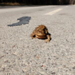 Przyrodnicy i wolontariusze ruszają na pomoc migrującym płazom - Radio Kielce