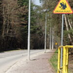 Przyrodnicy i wolontariusze ruszają na pomoc migrującym płazom - Radio Kielce