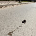 Przyrodnicy i wolontariusze ruszają na pomoc migrującym płazom - Radio Kielce