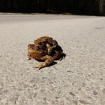 Przyrodnicy i wolontariusze ruszają na pomoc migrującym płazom - Radio Kielce