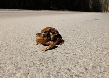 03.04.2026 Kielce. Ulica Klecka. Żaby / Fot. Jarosław Kubalski - Radio Kielce