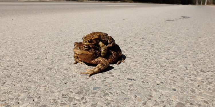 03.04.2026 Kielce. Ulica Klecka. Żaby / Fot. Jarosław Kubalski - Radio Kielce