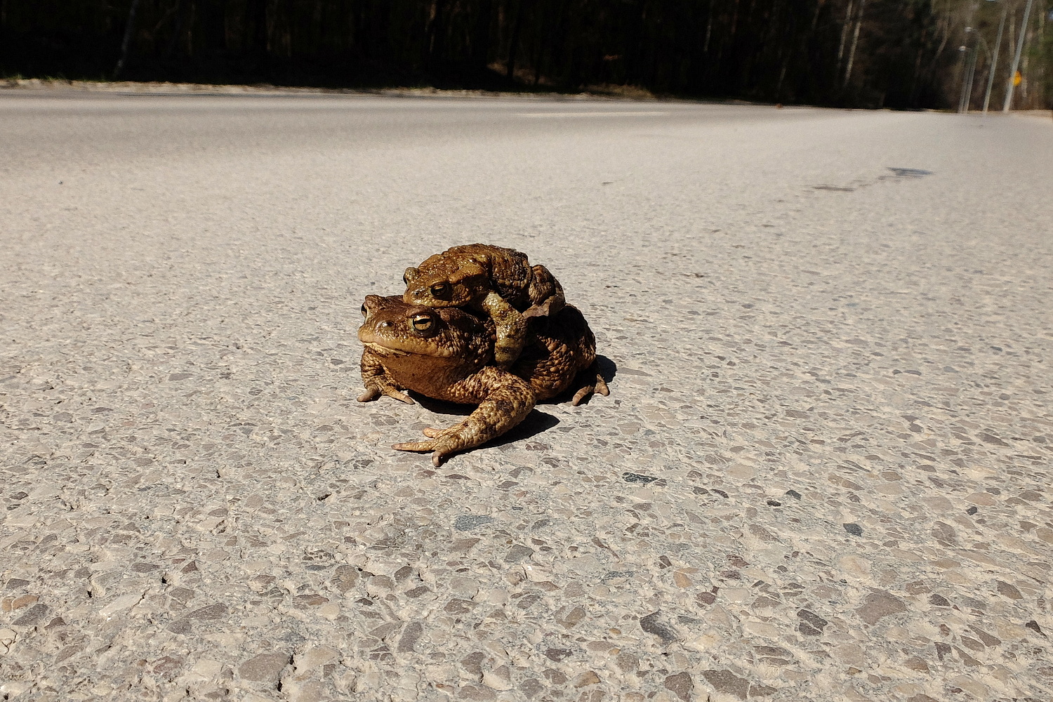 Przyrodnicy i wolontariusze ruszają na pomoc migrującym płazom