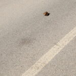 Przyrodnicy i wolontariusze ruszają na pomoc migrującym płazom - Radio Kielce