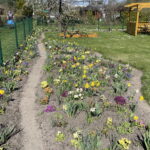 W kwietniu działkowcy się nie nudzą - Radio Kielce