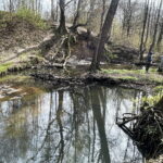 Ludzie wyrzucają tu „małpki”, a nawet stare opony - Radio Kielce