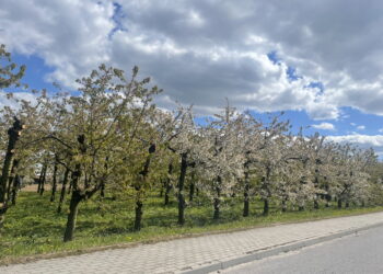 Pięknie zakwitły, ale po przymrozkach straty są duże