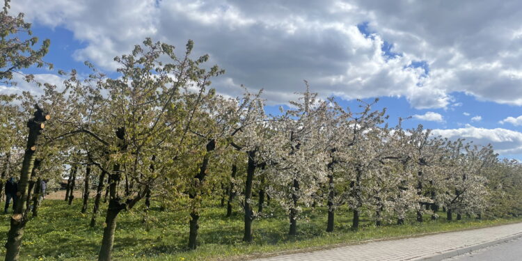 Pięknie zakwitły, ale po przymrozkach straty są duże