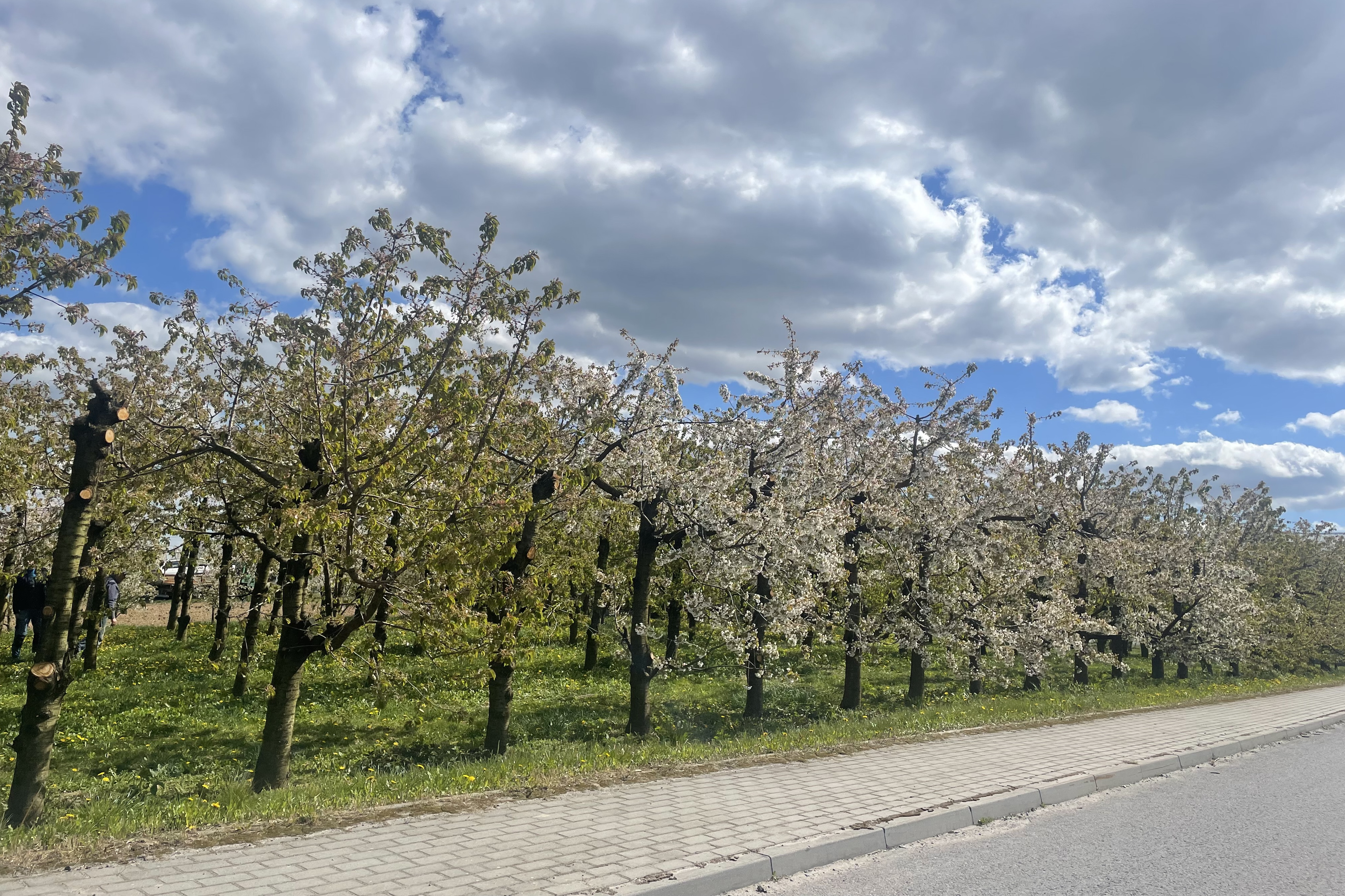 Sadownicy otrzymają wsparcie po przymrozkach?