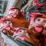 INTERWENCJA. Mieszkańcy przeciwni budowie fermy kur