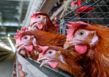 INTERWENCJA. Środa, godz. 16:30. Mieszkańcy przeciwni budowie fermy kur - Radio Kielce INTERWENCJA. Mieszkańcy przeciwni budowie fermy kur